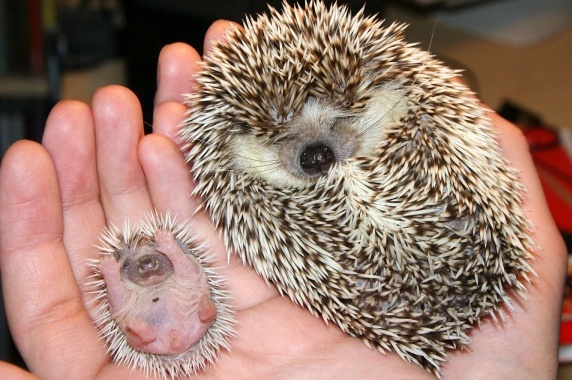 ПРАЗДНИКИ 12 и 13 МАЯ // День Черноморского флота и День ежиного сопения // АФИША ЕКАТЕРИНБУРГА