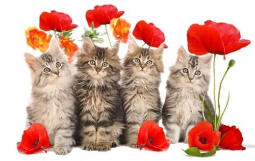 ПРАЗДНИКИ 22 ФЕВРАЛЯ // АФИША ЕКАТЕРИНБУРГА // ДЕНЬ КОШКИ И ТРЕТИЙ ДЕНЬ МАСЛЕНИЦЫ