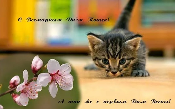 ПРАЗДНИКИ 1 МАРТА // День кошки и Ярилин день //  АФИША ЕКАТЕРИНБУРГА